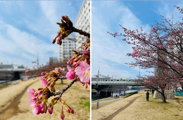 일본에 지인이 막 피기 시작한 벚꽃을 찍어 보내온 사진에 마음이 설렌다