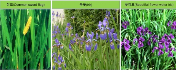 창포와 붓꽃류(영문 명칭과 사진자료는 국립수목원의 국가표준식물목록 싸이트에서 받음