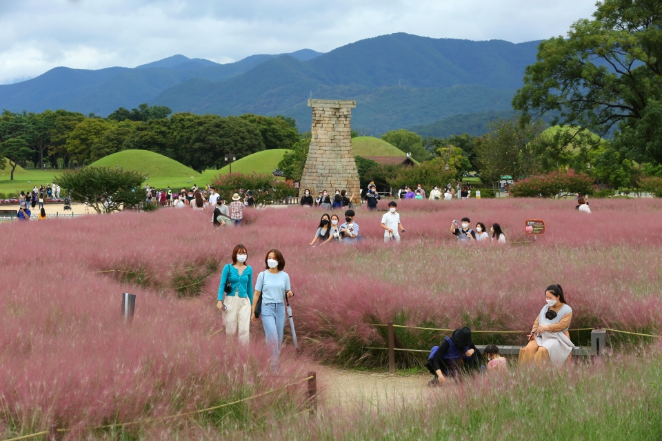 관광객들이 가을풍경 담기에 바쁜 경주 핑크뮬리 군락지.