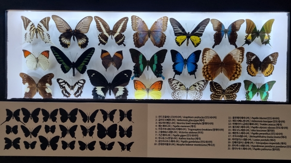 곤충관에 전시된 다양한 나비날개는 너무 아름답다